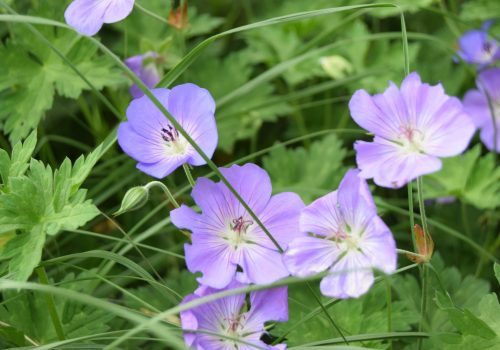 DSC_0139 DSC_0139